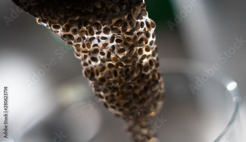 Top view on rehydrated chia seeds Salvia hispanica forming natural gel. Super and healthy food at it's simplest form.