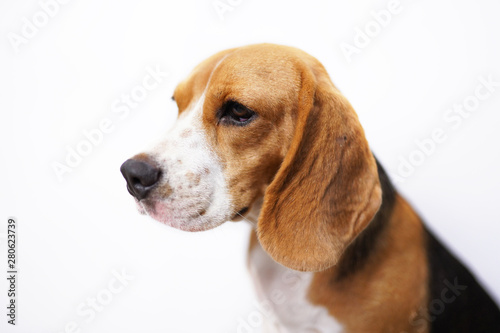 A cute beagle dog isolated on white background. © kobkik