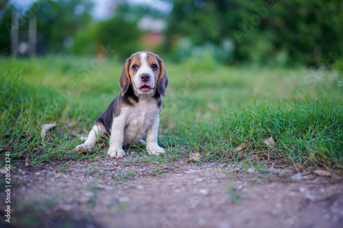 Portrait of a cute beagle puppy sitting on the green grass outdoor in the park .