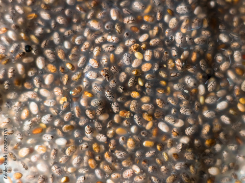 Top view on rehydrated chia seeds Salvia hispanica forming natural gel. Super and healthy food at it's simplest form.