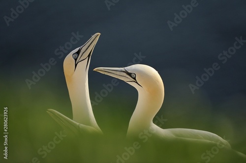 Gannets (Morus bassanus, Sula bassana) during courtship photo