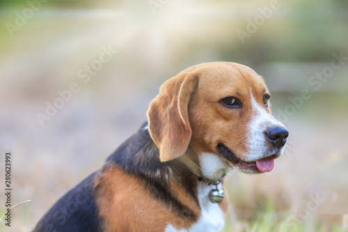 An adorable beagle dog sitting outdoor in the park.
