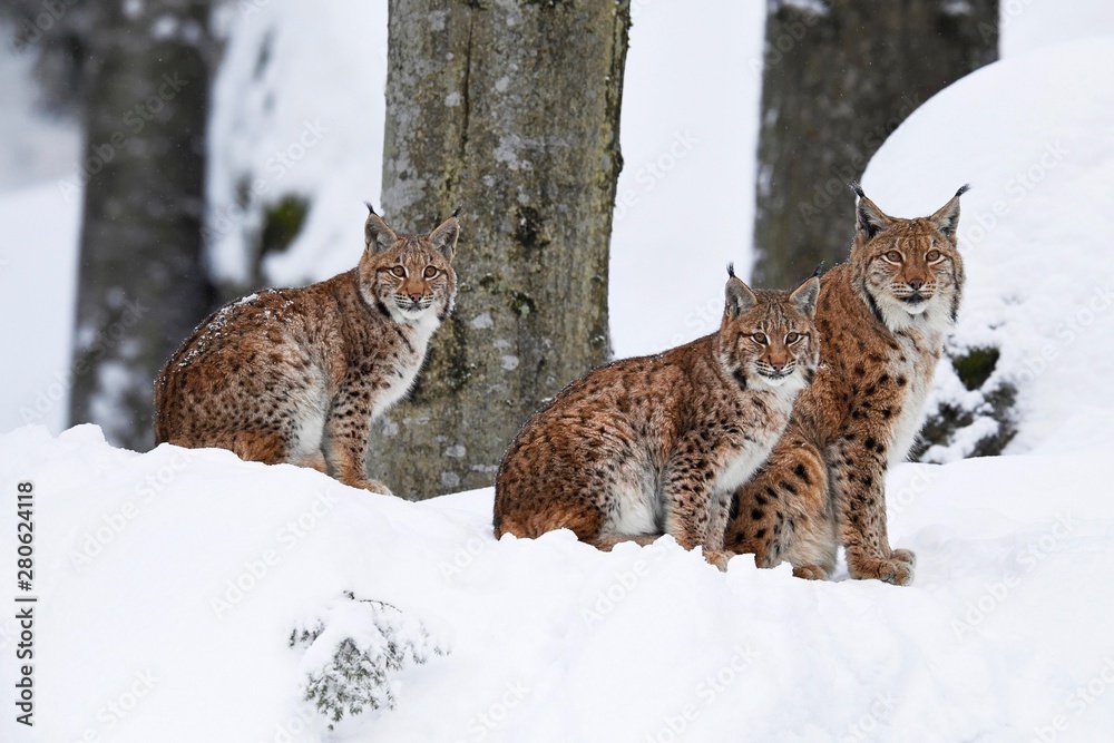 Foto de Eurasian lynxes (Lynx lynx), dam sits with cubs in the snow ...