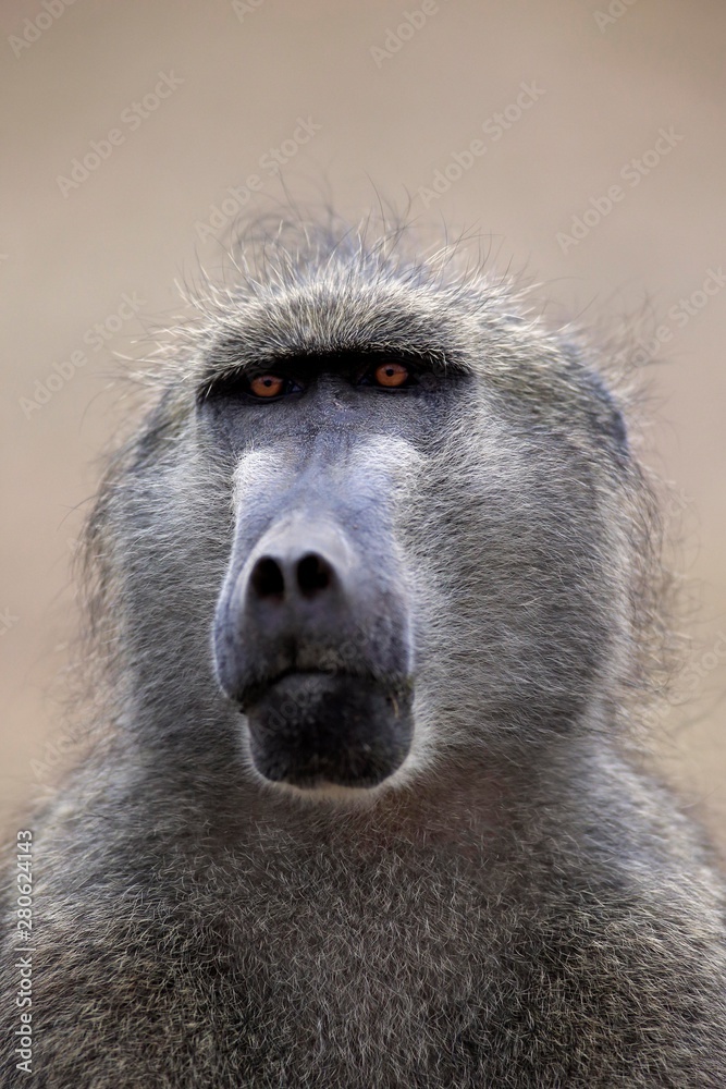 Chacma Baboon (Papio ursinus), adult, animal portrait, Kruger National Park, South Africa, Africa Chacma Baboon (Papio ursinus), adult, animal portrait, Kruger National Park, South Africa, Africa