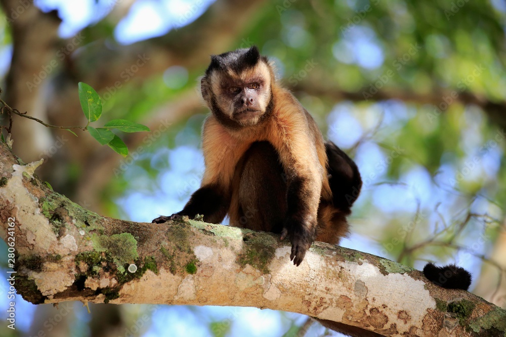 Tufted capuchin (Cebus apella), adult monkey in a tree, Pantanal, Mato Grosso, Brazil, South America Tufted capuchin (Cebus apella), adult monkey in a tree, Pantanal, Mato Grosso, Brazil, South America