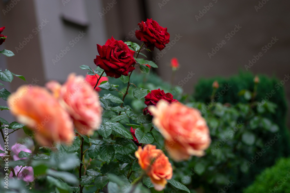 Group of orange roses in bloom, beautiful ornamental flowering plant, summer season garden blossoms Group of orange roses in bloom, beautiful ornamental flowering plant, summer season garden blossoms