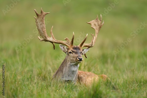 Fallow deer (Dama dama), lies on grass, Jaegersborg Deer Park, Denmark, Europe photo
