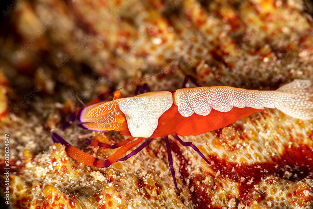 Emperor shrimp, Periclimenes imperator, is a organism of shrimp with a wide distribution across the Indo-Pacific