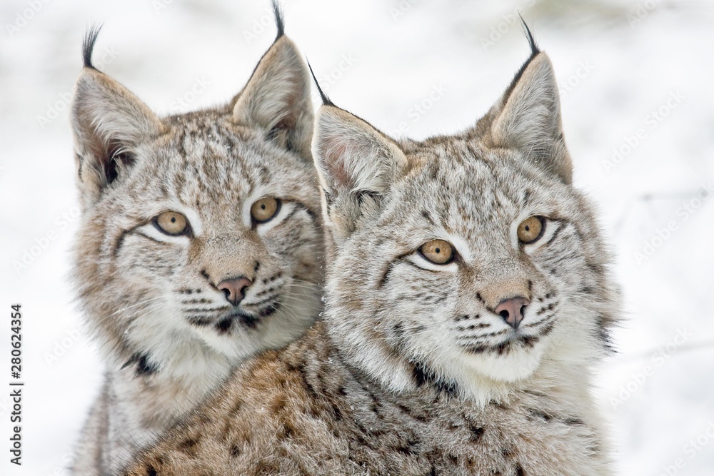 Two young lynxes (Lynx lynx), portrait, captive, Germany, Europe