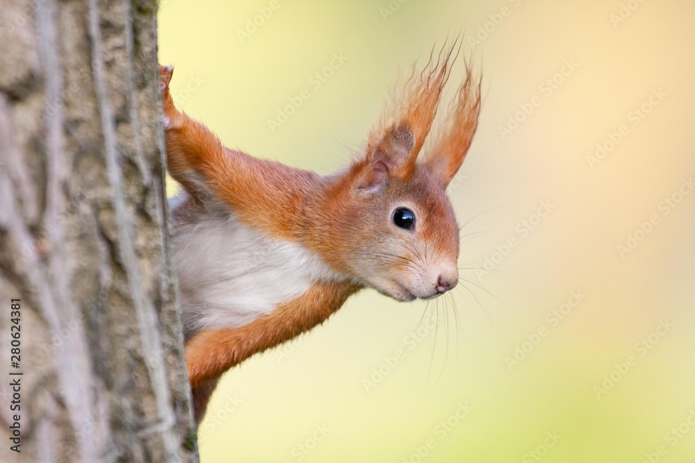 Eurasian Red Squirrel (Sciurus vulgaris), half-hidden behind a tree trunk, North Hesse, Hesse, Germany, Europe Eurasian Red Squirrel (Sciurus vulgaris), half-hidden behind a tree trunk, North Hesse, Hesse, Germany, Europe