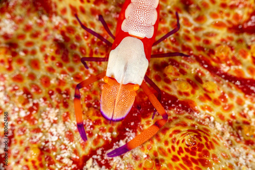 Emperor shrimp, Periclimenes imperator, is a organism of shrimp with a wide distribution across the Indo-Pacific photo