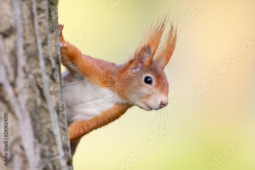 Eurasian Red Squirrel (Sciurus vulgaris), half-hidden behind a tree trunk, North Hesse, Hesse, Germany, Europe