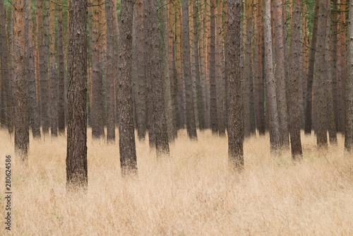 Scots Pines (Pinus sylvestris), pine monoculture, pine forest, Holzacker, Lower Saxony, Germany, Europe photo