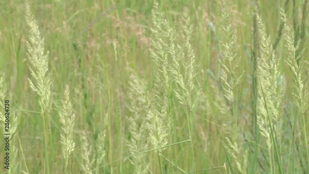 The meadow grass tall fescue (Festuca partensis) in spring. Meadow and field grasses. The meadow grass tall fescue (Festuca partensis) in spring. Meadow and field grasses.