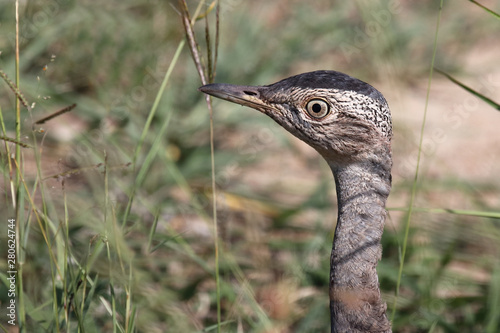 Schwarzbauchtrappe / Black-bellied bustard / Lissotis melanogaster photo