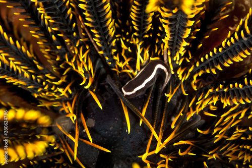 Discotrema is a genus of clingfishes hiding in feather stars photo