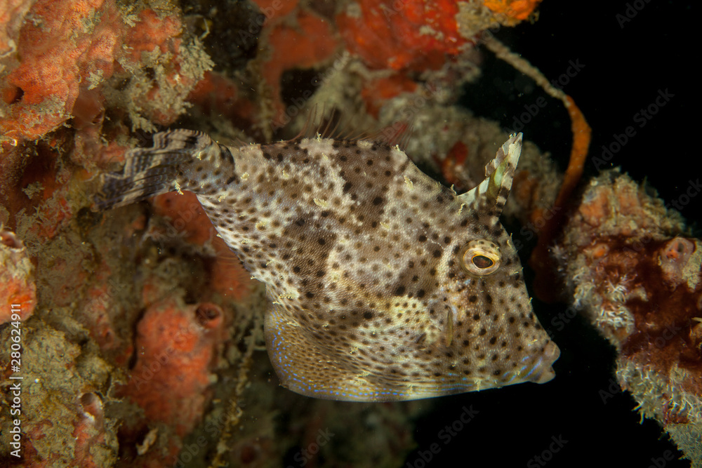 Smallspotted leatherjacket (Strap-weed File-fish) - Pseudomonacanthus macrurus Smallspotted leatherjacket (Strap-weed File-fish) - Pseudomonacanthus macrurus