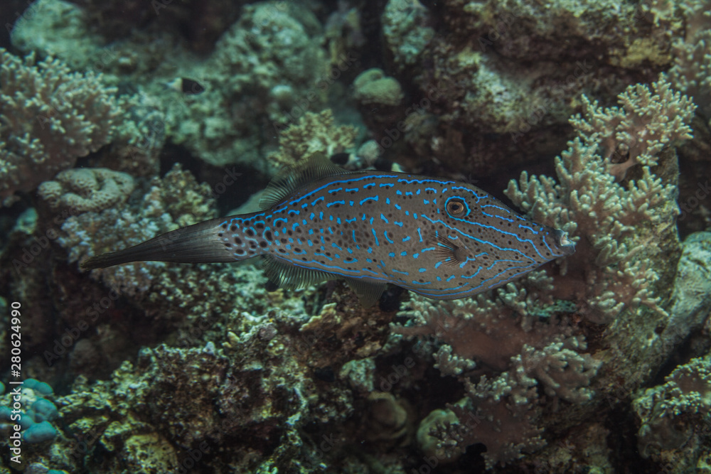 Obraz premium Scraweled Filefish - Aluterus scriptus