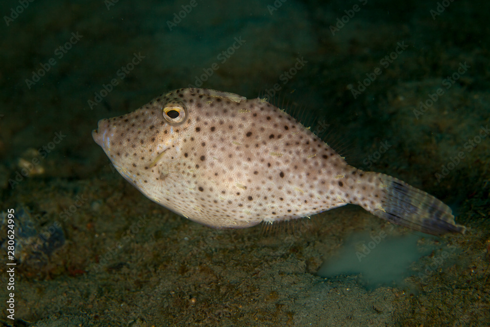 Fototapeta premium Smallspotted leatherjacket (Strap-weed File-fish) - Pseudomonacanthus macrurus