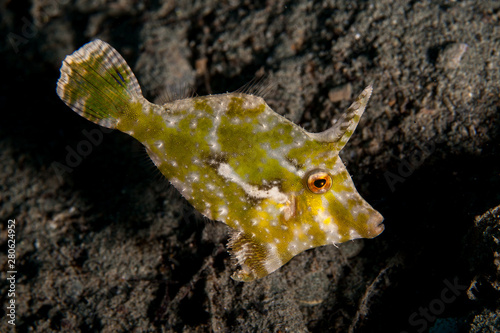 Seagrass Filefish green coloring - Acreichthys tomentosus