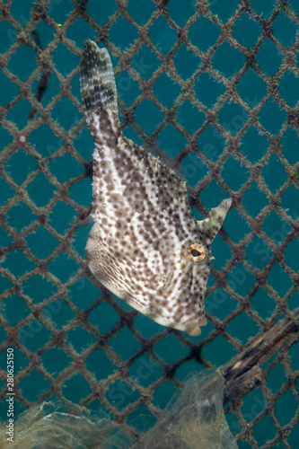 Filefish (Monacanthidae) are a diverse family of tropical to subtropical tetraodontiform marine fish photo