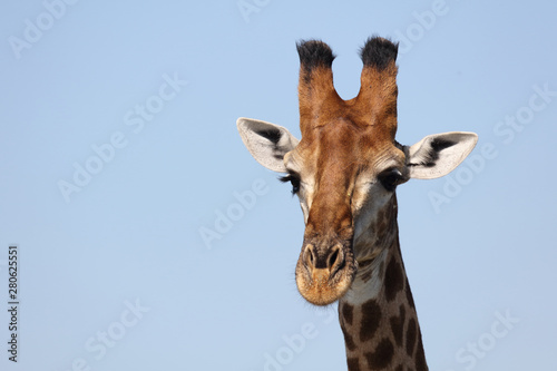 Photography Giraffe / Giraffe / Giraffa Camelopardalis