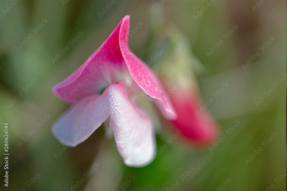Wild flower of the fuchsia cyclamen species Wild flower of the fuchsia cyclamen species