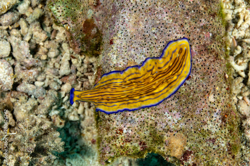 Fototapeta Naklejka Na Ścianę i Meble -  Flatworm, Pseudoceros gravieri, are a phylum of relatively simple bilaterian, unsegmented, soft-bodied invertebrates