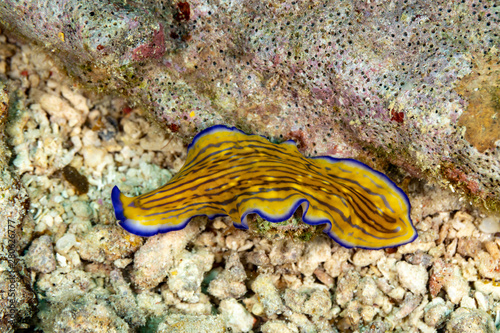 Flatworm  Pseudoceros gravieri  are a phylum of relatively simple bilaterian  unsegmented  soft-bodied invertebrates