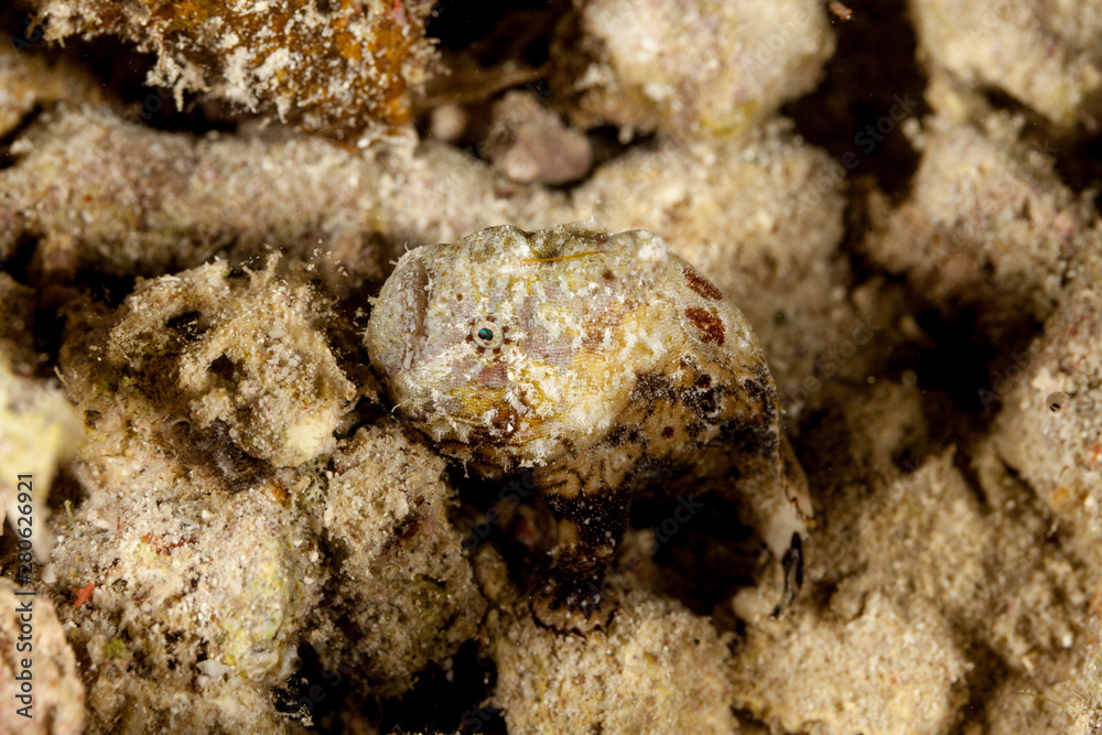 Tuberculated frogfish, Antennatus tuberosus