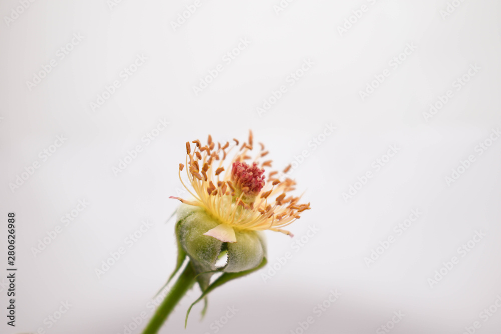Flower best sale without petals