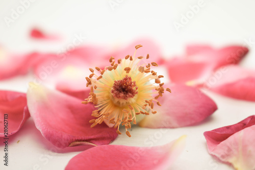 Beautiful rose flower anther and stigma focused with fallen petals