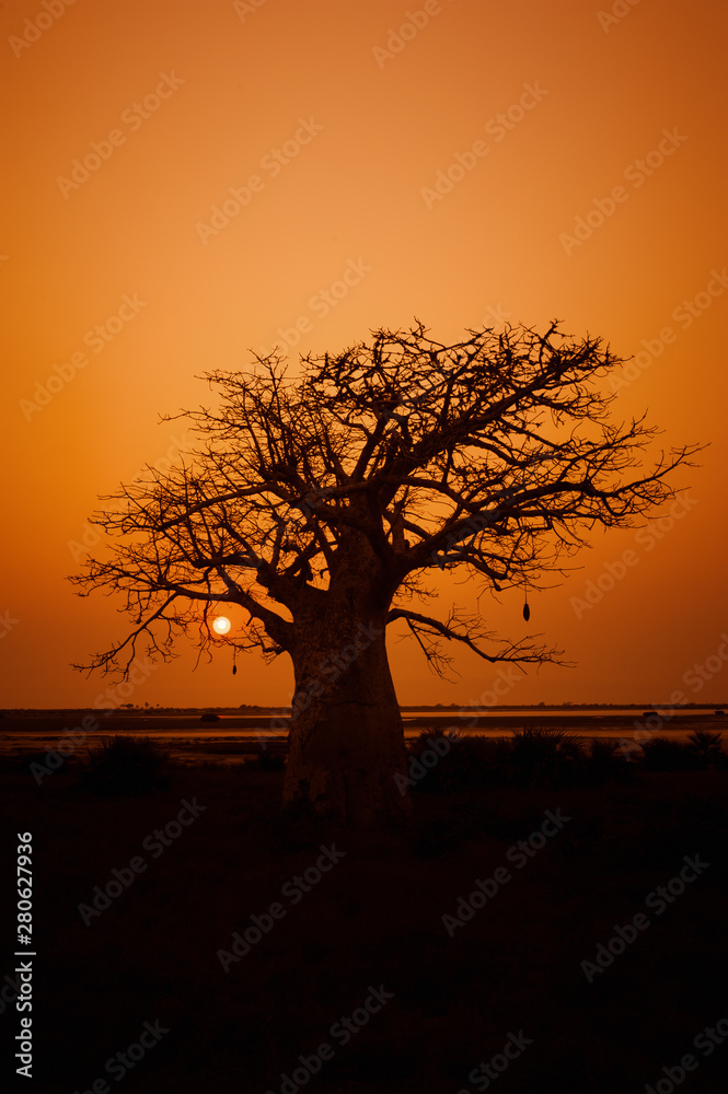 Sun seen through the silhouette of tree, Angola Sun seen through the silhouette of tree, Angola