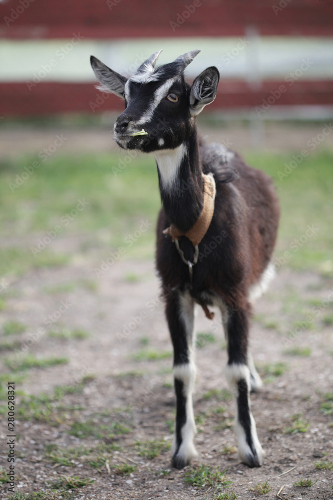 White and brown cute domestic decorative goat (lamb) in nature. White and brown cute domestic decorative goat (lamb) in nature.