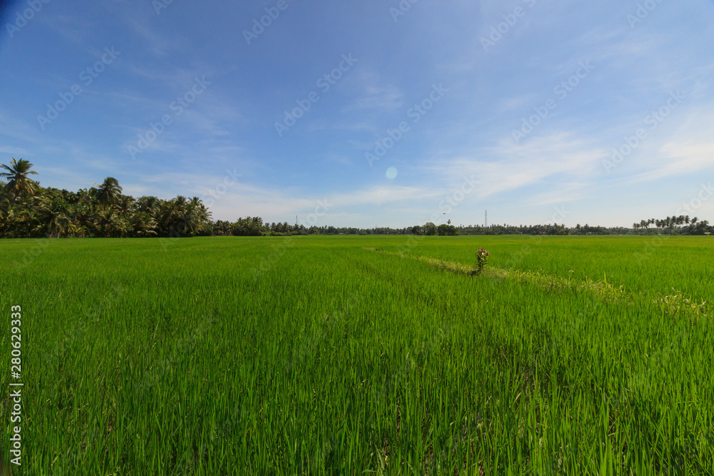 View over the rice fields on the edge of Tissamaharama