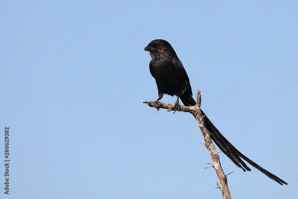 Schachwürger / Long-tailed shrike - Magpie shrike / Lanius schach. Schachwürger / Long-tailed shrike - Magpie shrike / Lanius schach.
