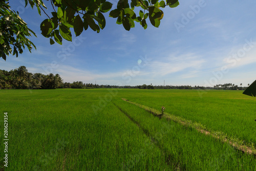 View over the rice fields on the edge of Tissamaharama photo