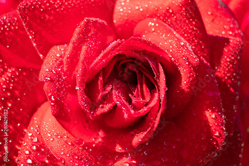 Red rose in water drops close up. Macro photo. Beautiful petals in the whole frame. Concept of Valentine s Day  holiday  wedding  declaration of love. Minimalism  bright sunlight.