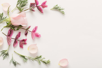 plants and flowers on white  background