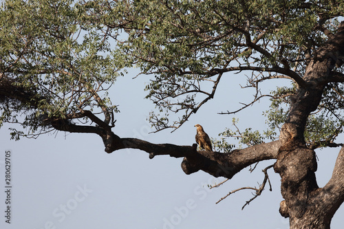 Wahlbergsadler / Wahlberg's  Eagle / Aquila wahlbergi photo