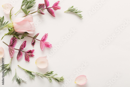 plants and flowers on white  background