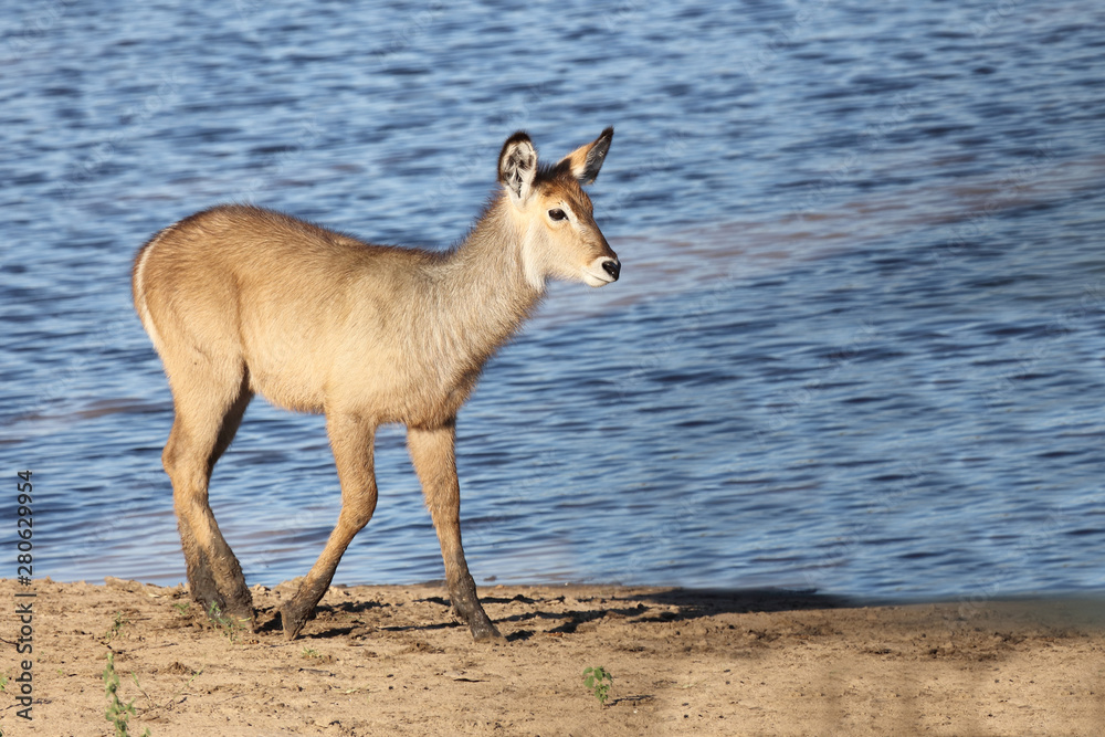 Wasserbock / Waterbuck / Kobus ellipsiprymnus Wasserbock / Waterbuck / Kobus ellipsiprymnus