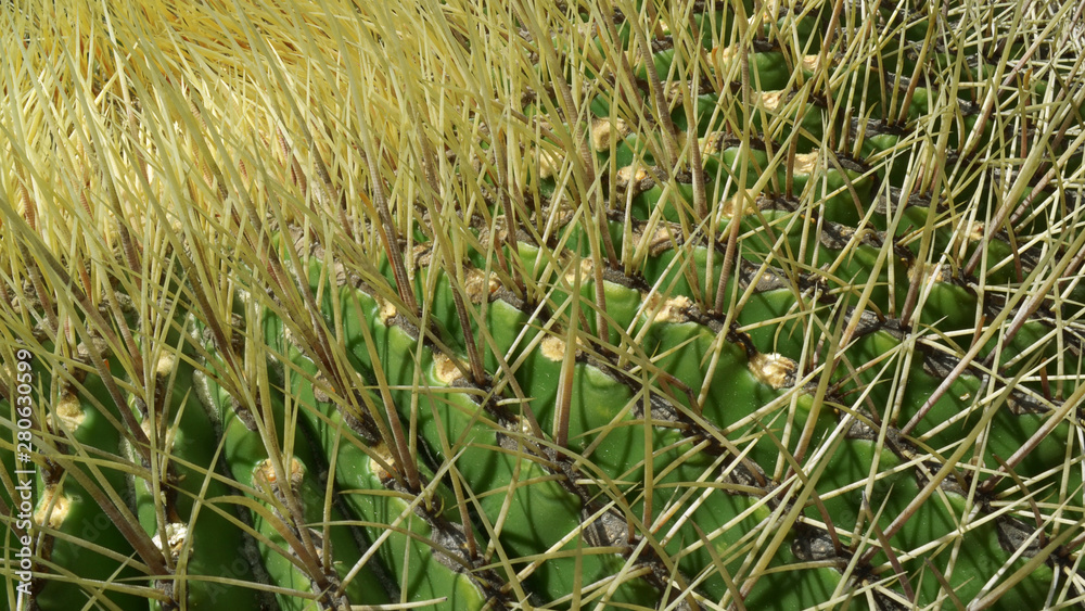 Obraz premium cactus