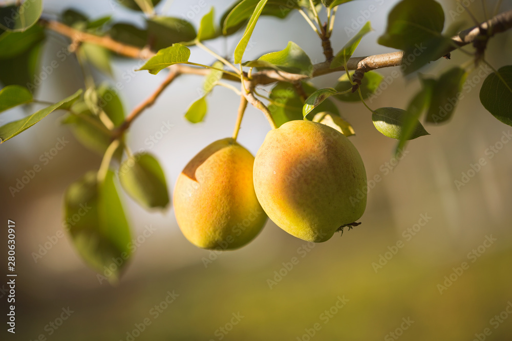 Two pears closeup on a tree branch