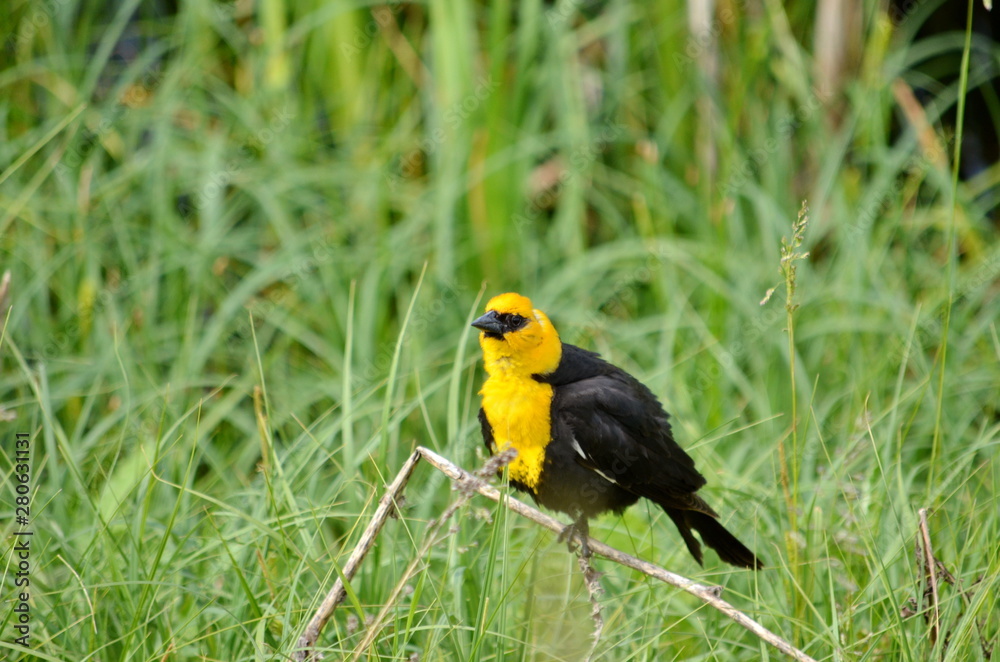 Fototapeta premium Yellow-headed Blackbird Male in the wild