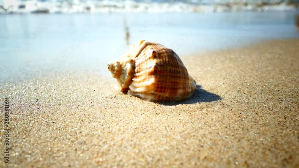 The shell lies on a sandy beach and is washed by the waves of the sea. Rest on the sea. Shell Rapana