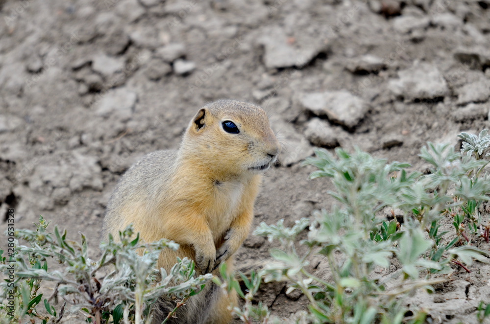 Wild black-tailed prairie dog at Grasslands National Park, 