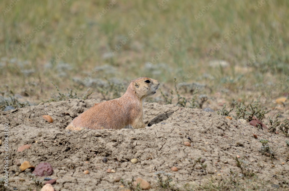 Fototapeta premium Wild black-tailed prairie dog at Grasslands National Park,
