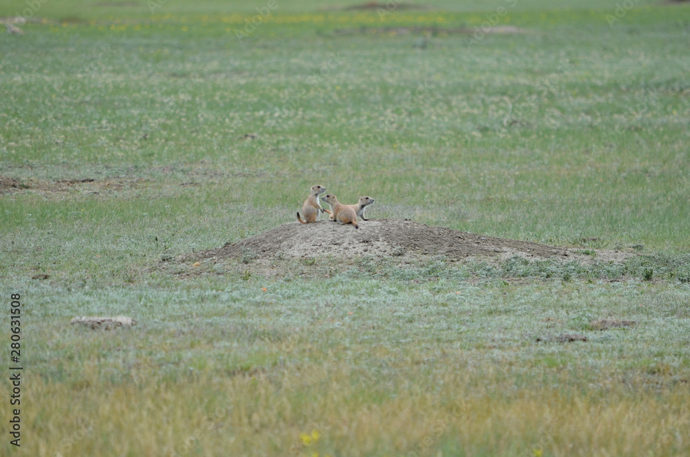 Wild black-tailed prairie dogs at Grasslands National Park in Saskatchewan, Canada Wild black-tailed prairie dogs at Grasslands National Park in Saskatchewan, Canada