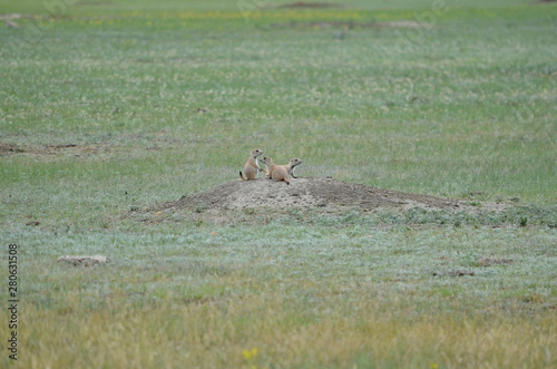 Wild black-tailed prairie dogs at Grasslands National Park in Saskatchewan, Canada © Bob